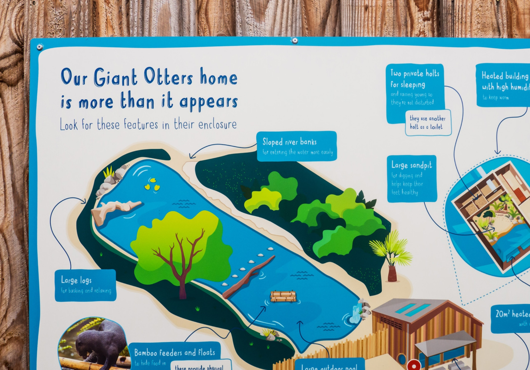 Chester Zoo Giant Otter enclosure interpretation design by Root Studio