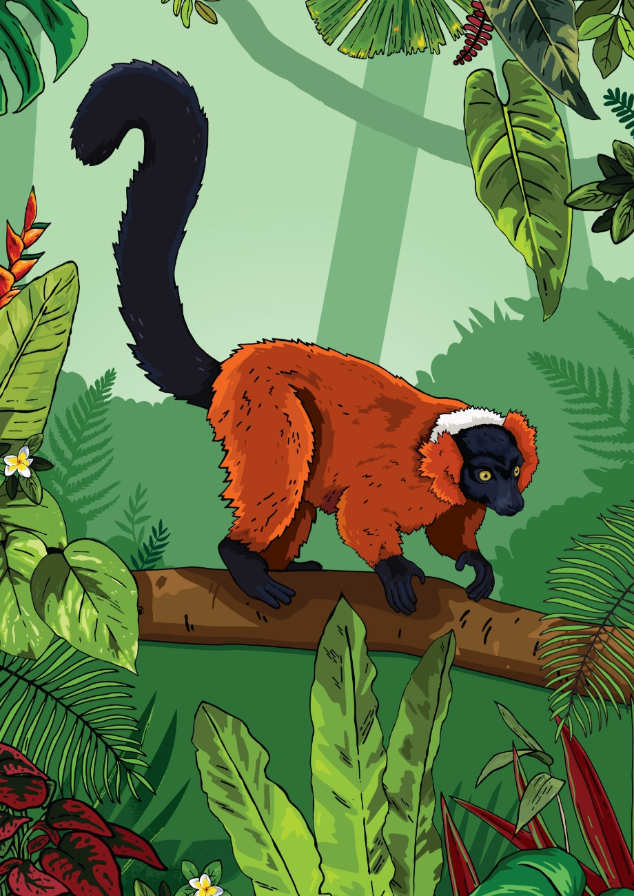Chester Zoo illustrated lemur designs by Root Studio