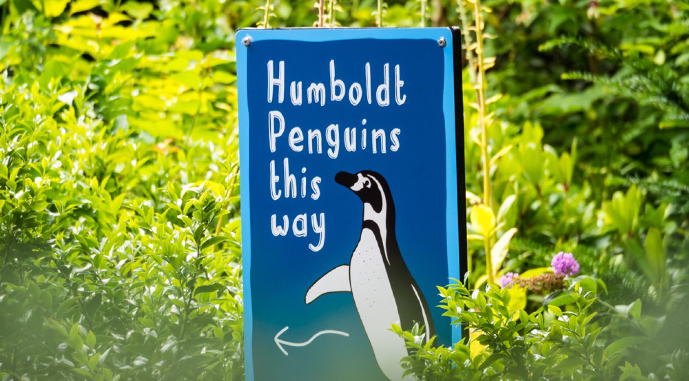'Penguins this way' zoo sign
