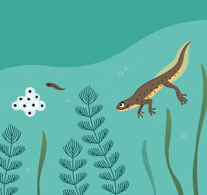 WWT charity underwater wetlands habitat illustration