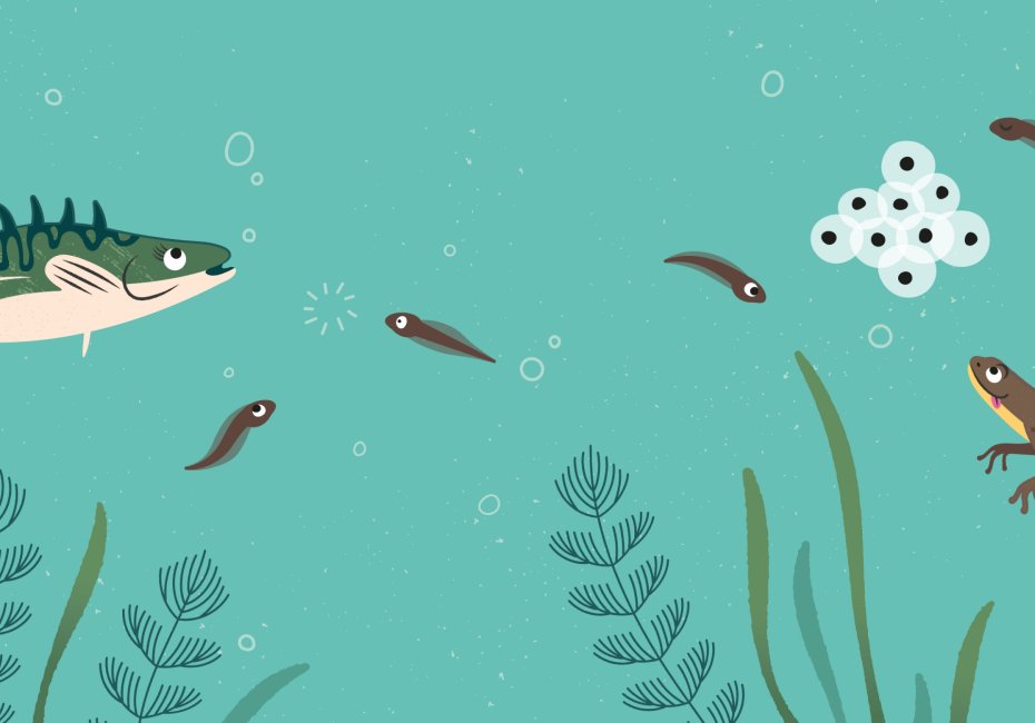 WWT charity underwater wetlands habitat illustration