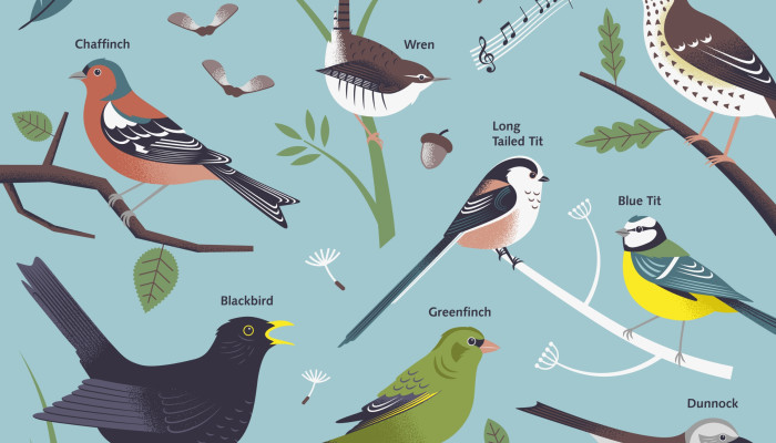 Lincs County Council bird spotting illustration by Root Studio
