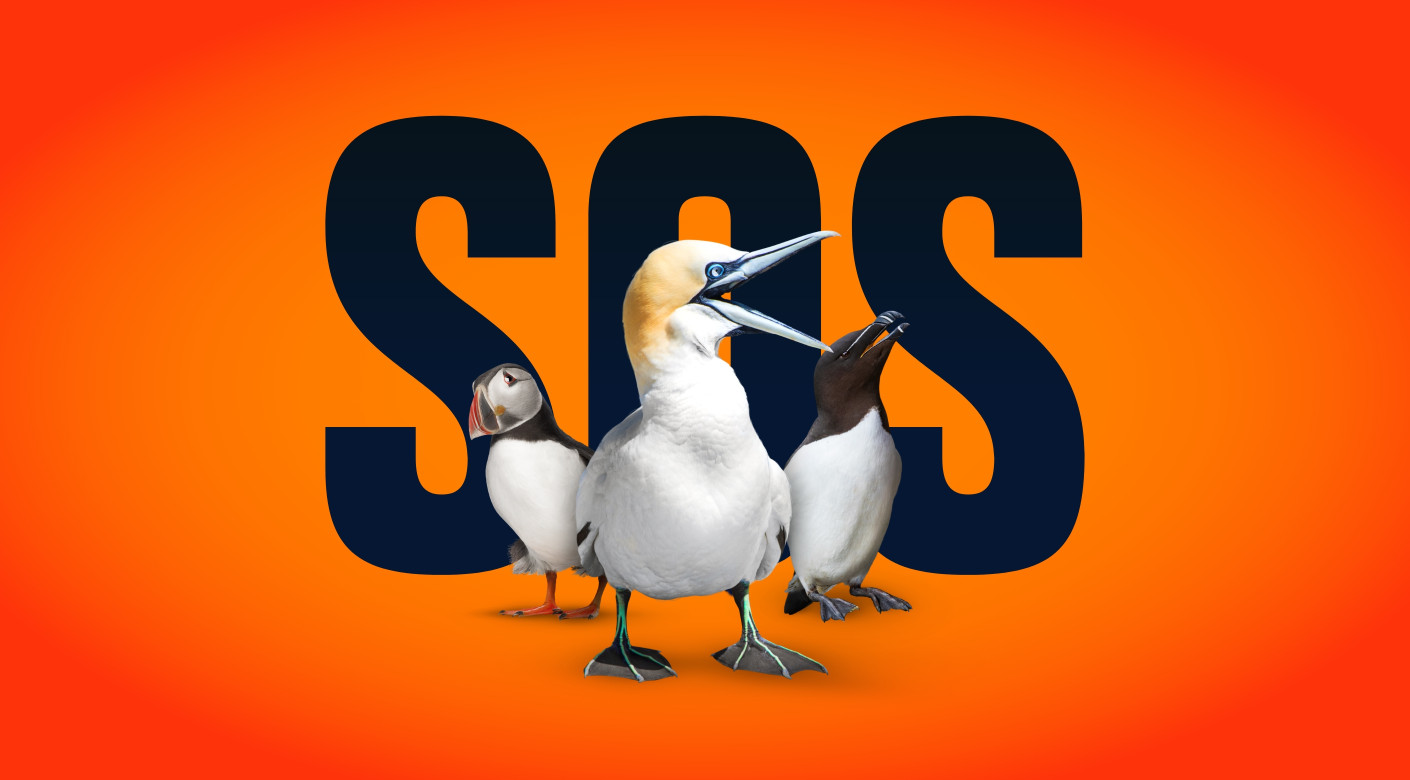 RSPB charity campaign design by Root Studio