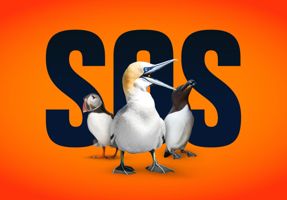 RSPB SOS Biosecurity for LIFE seabird campaign design by Root Studio