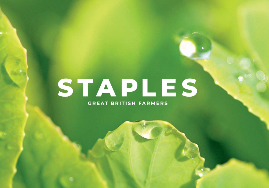 Staples Vegetables farm logo branding design by Root Studio