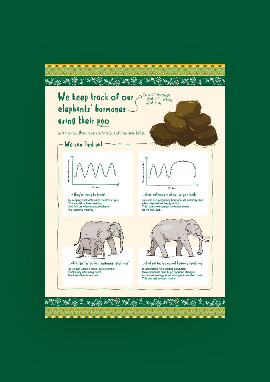 Chester Zoo elephant enclosure illustrated interpretation design by Root Studio