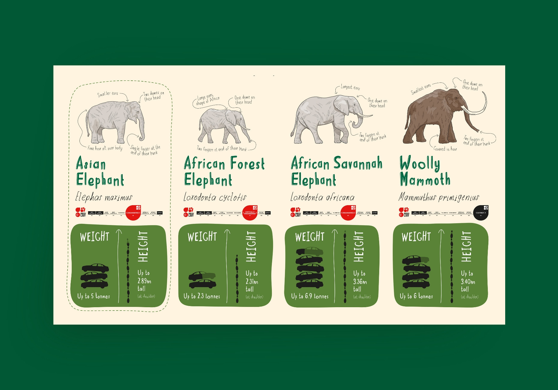 Chester Zoo elephant enclosure illustrated interpretation design by Root Studio