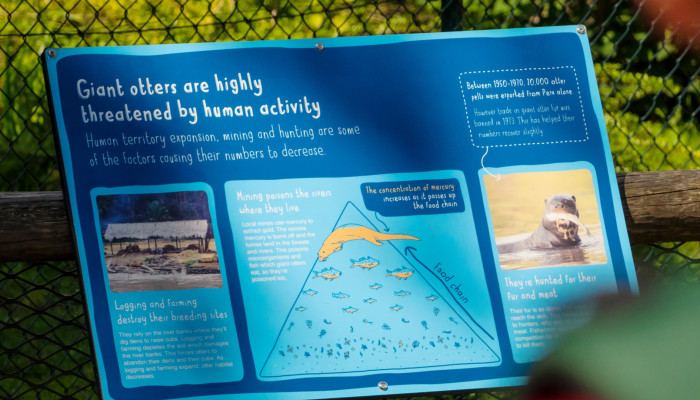 Chester Zoo giant otter interpretation design by Root Studio