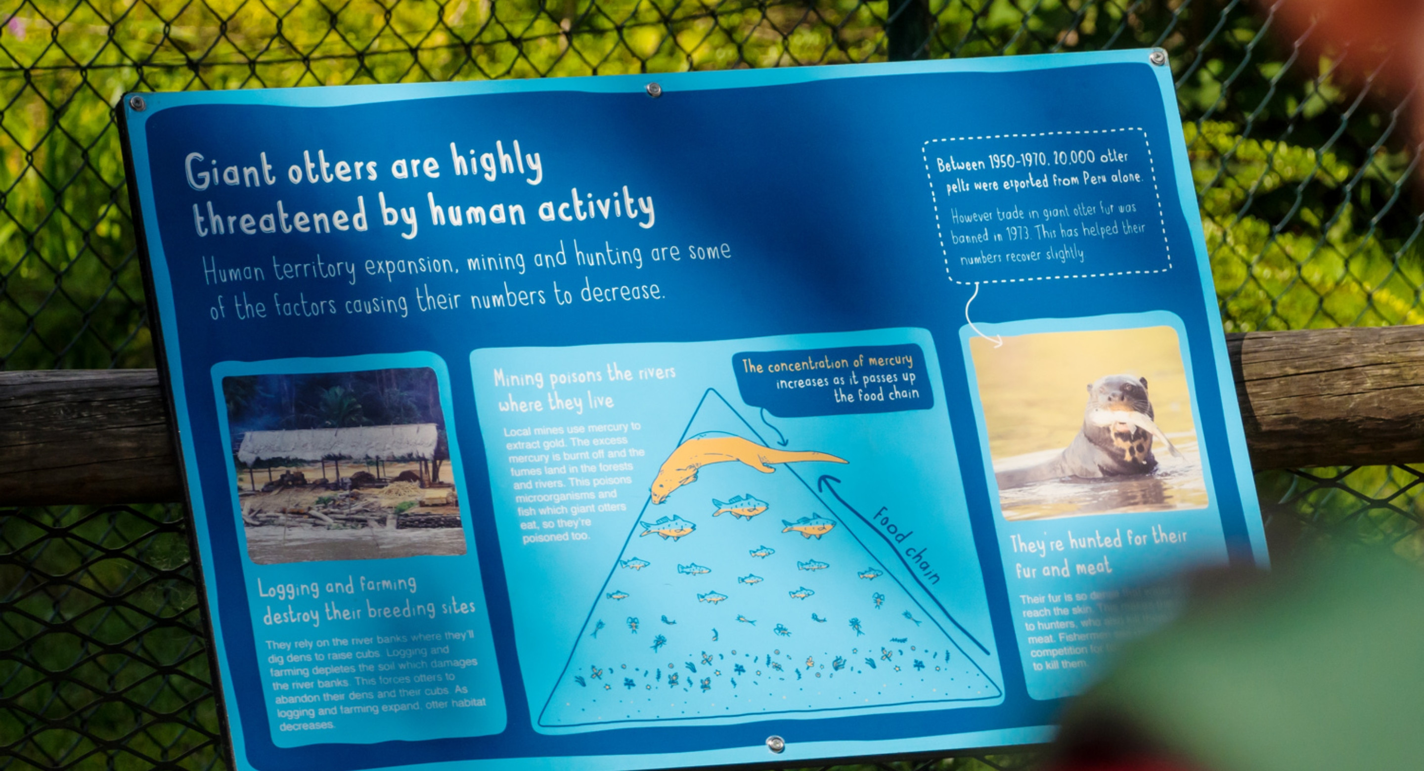 Chester Zoo Giant Otter enclosure interpretation design by Root Studio
