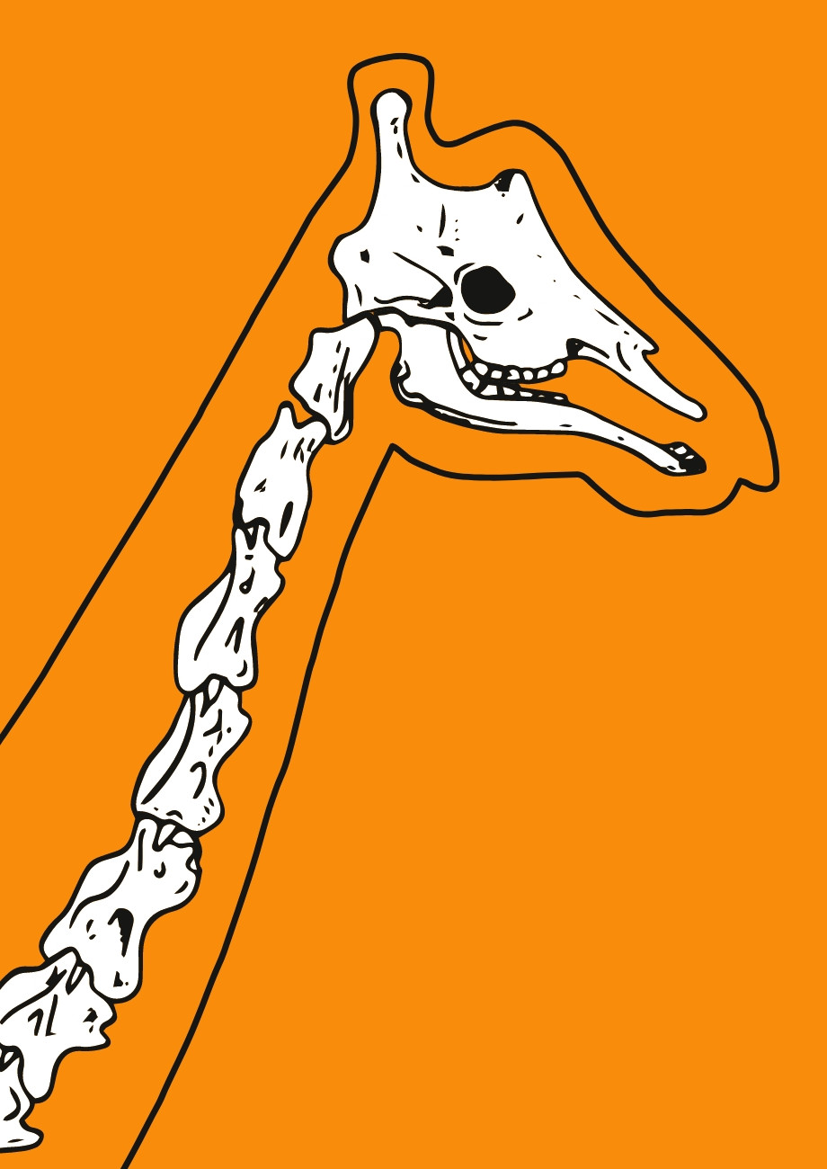 Chester Zoo illustrated giraffe anatomy design by Root Studio