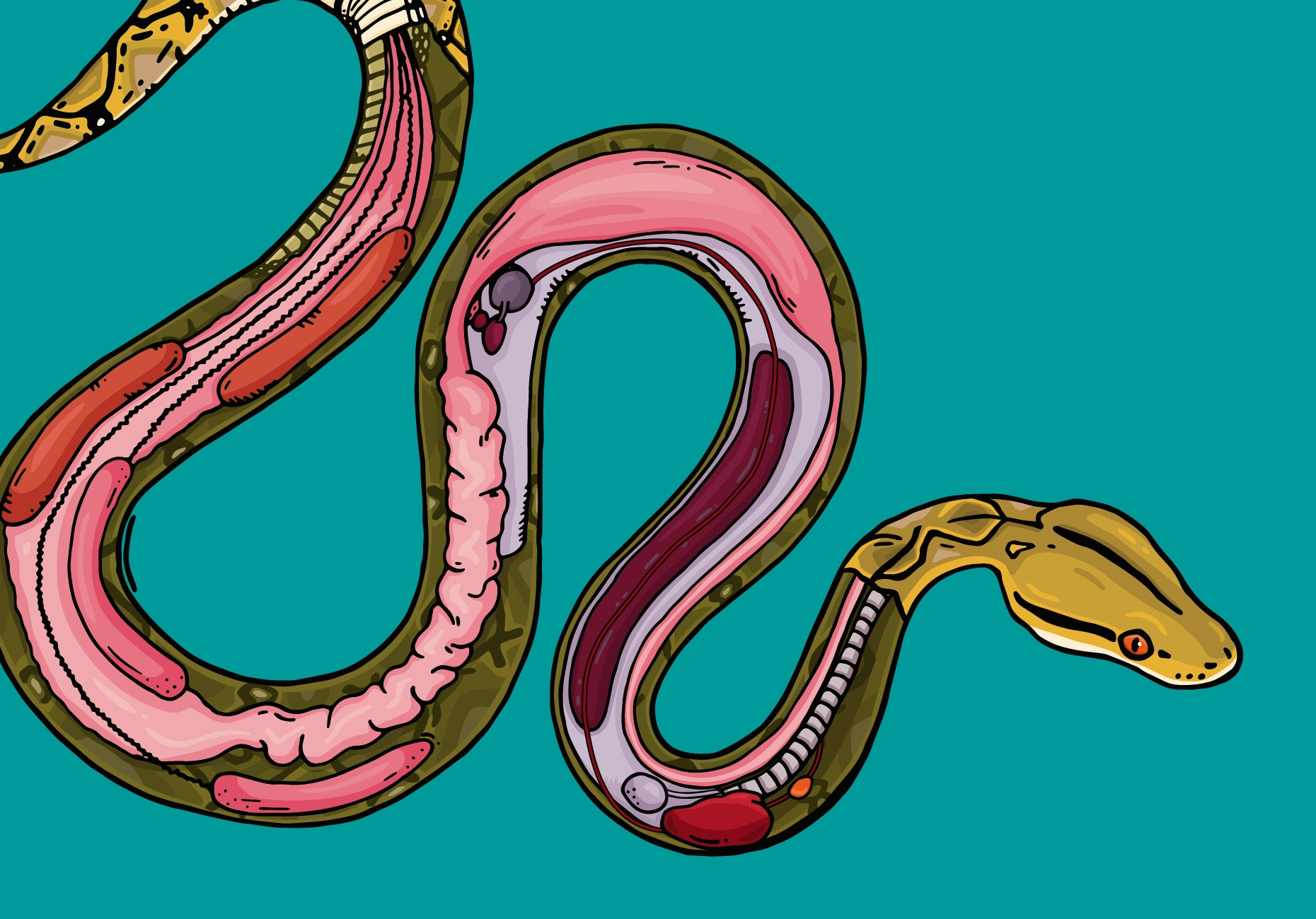Chester Zoo illustrated snake anatomy design by Root Studio