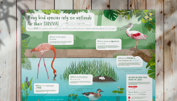 Wetlands habitat illustration