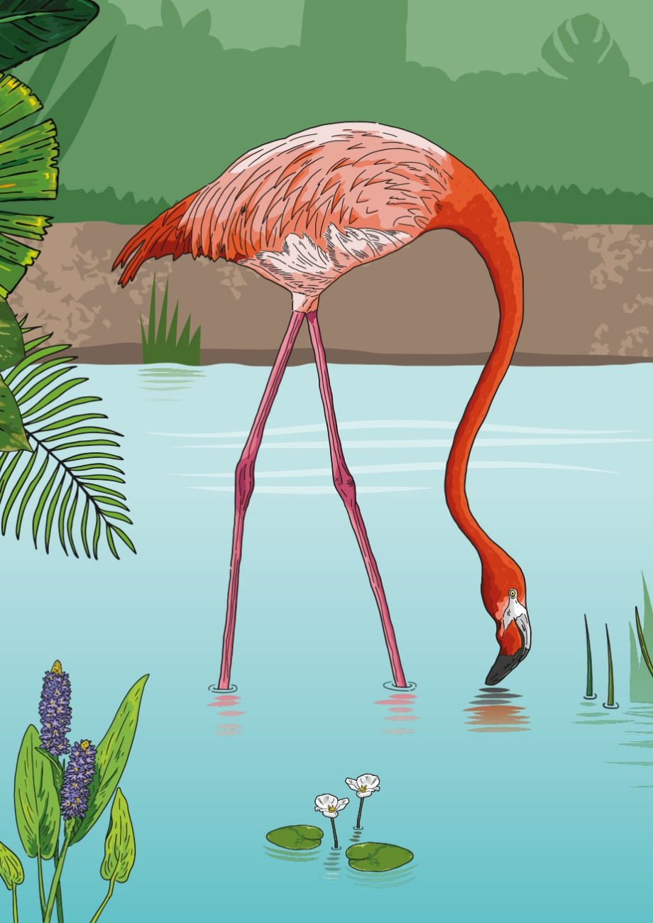 Chester Zoo illustrated wetland flamingo design by Root Studio