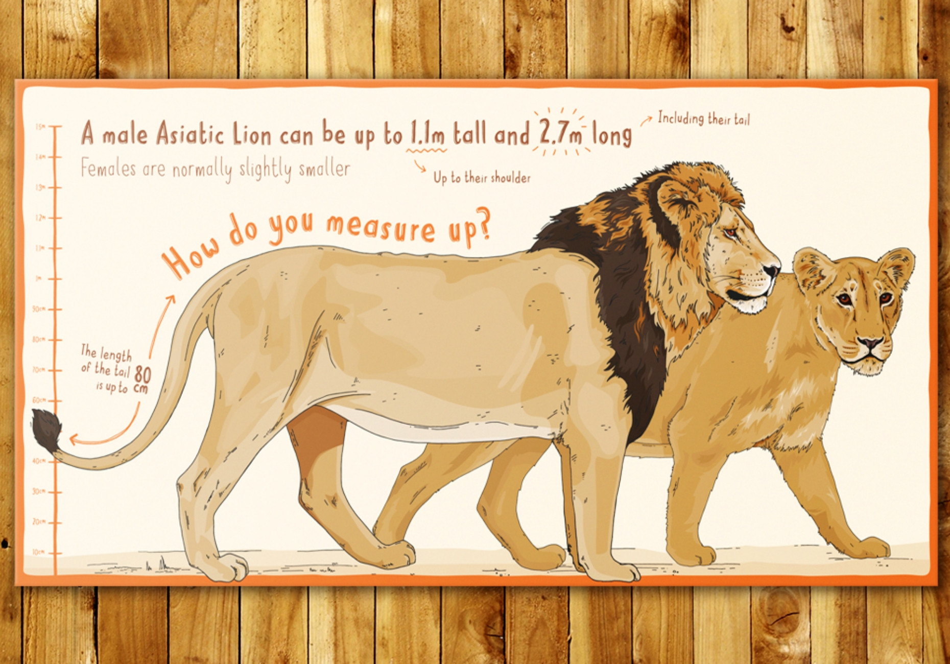 Chester Zoo lion enclosure illustrated interpretation design by Root Studio
