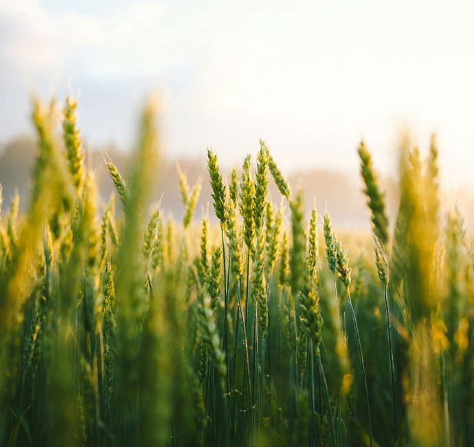 Field of wheat