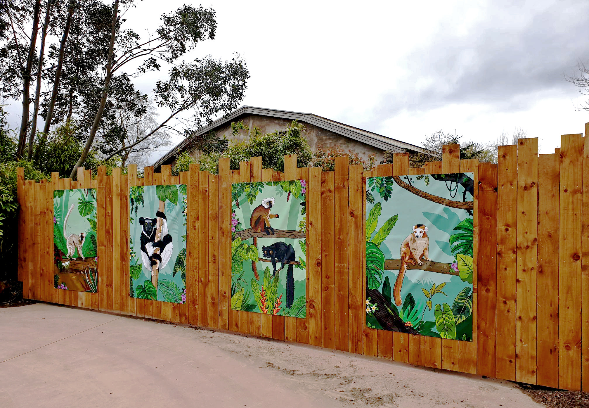 Illustrated posters of lemurs at Chester Zoo