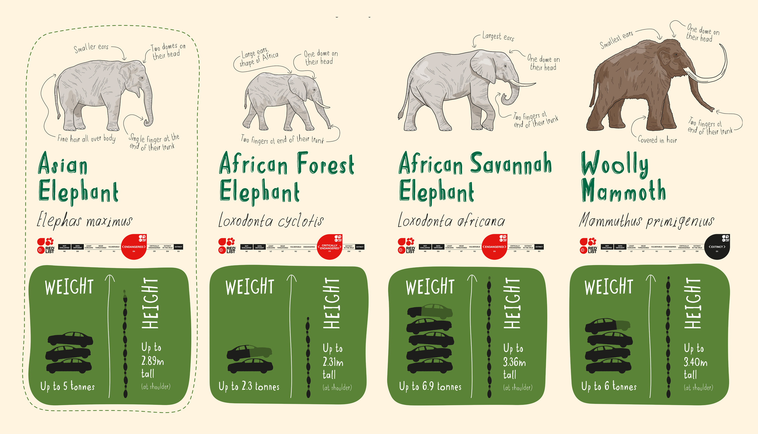 Elephant illustration infographic by Root Studio