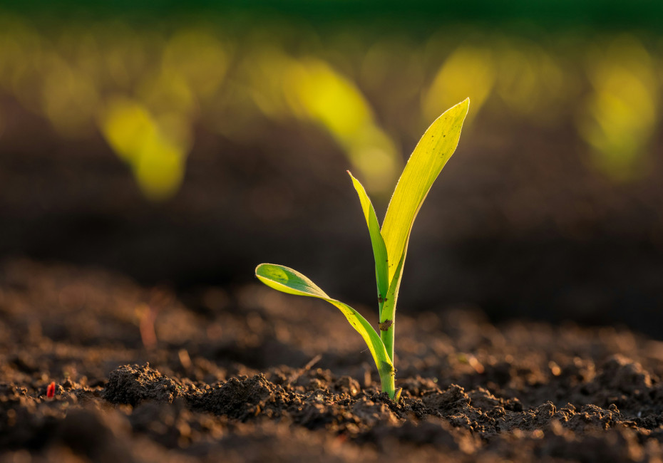 Seedling growing from soil
