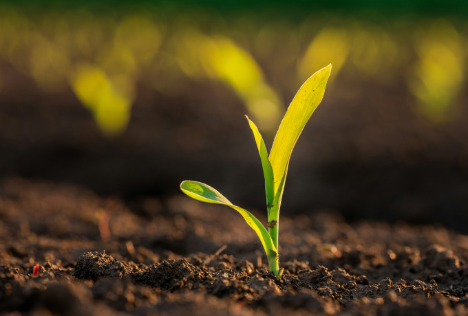 Seedling growing from soil
