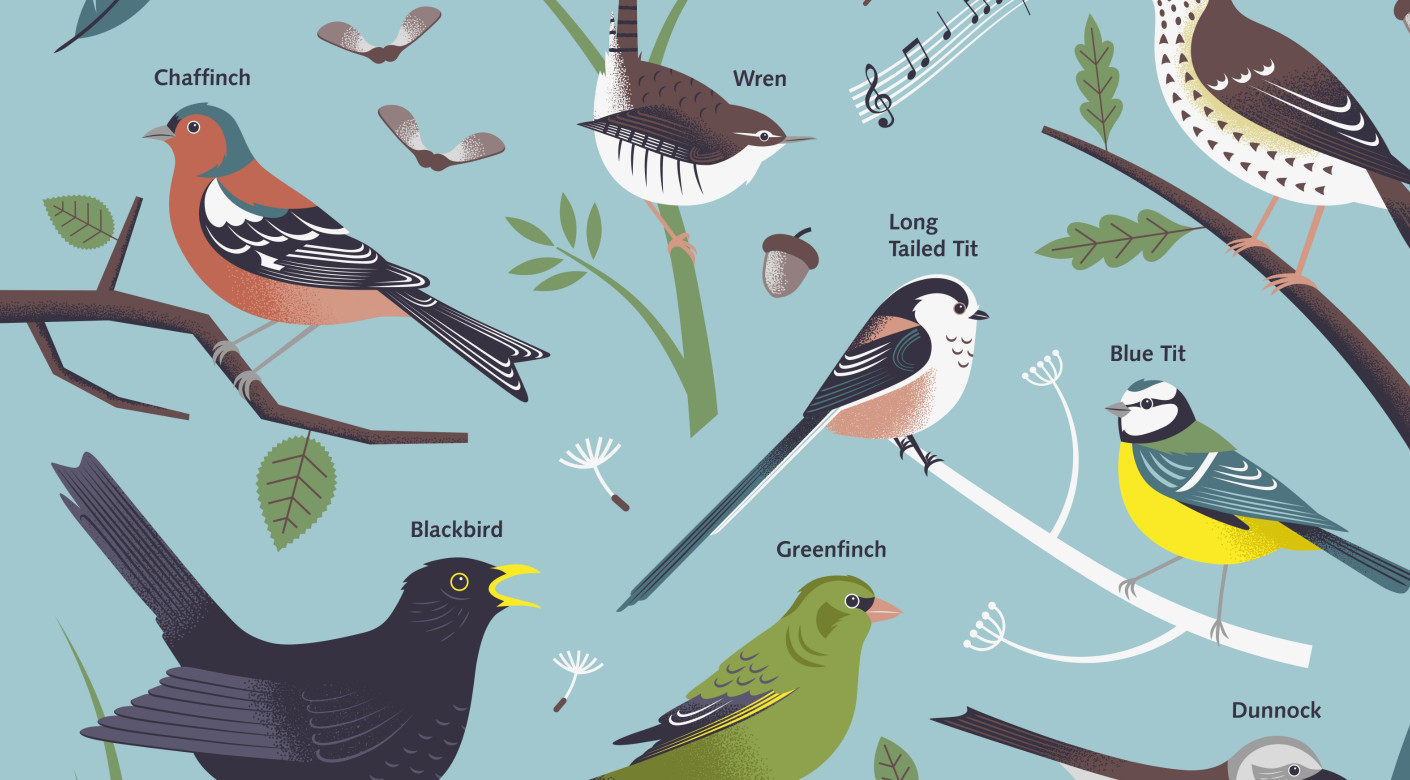 Lincs County Council bird spotting illustration by Root Studio