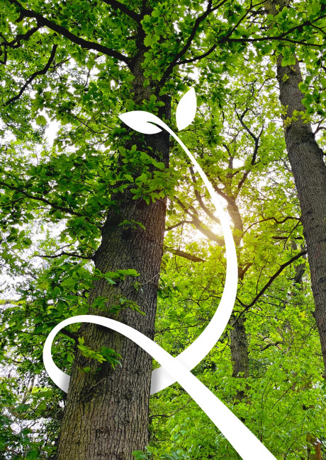 LincWoods tree planting project branding