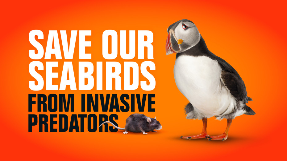 RSPB Save Our Seabird campaign visual