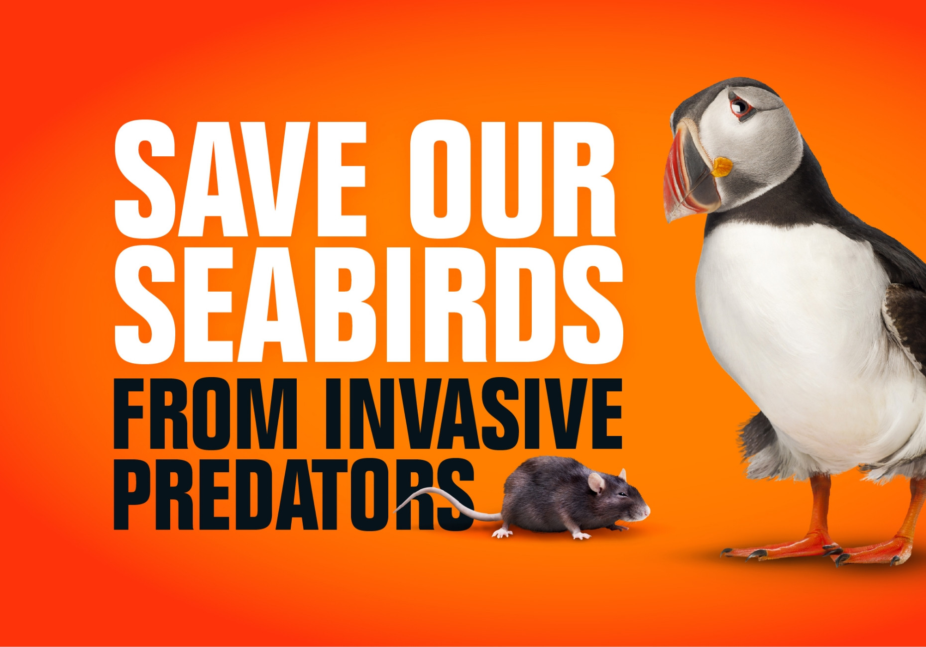 RSPB charity save our seabirds campaign marketing graphic design by Root Studio