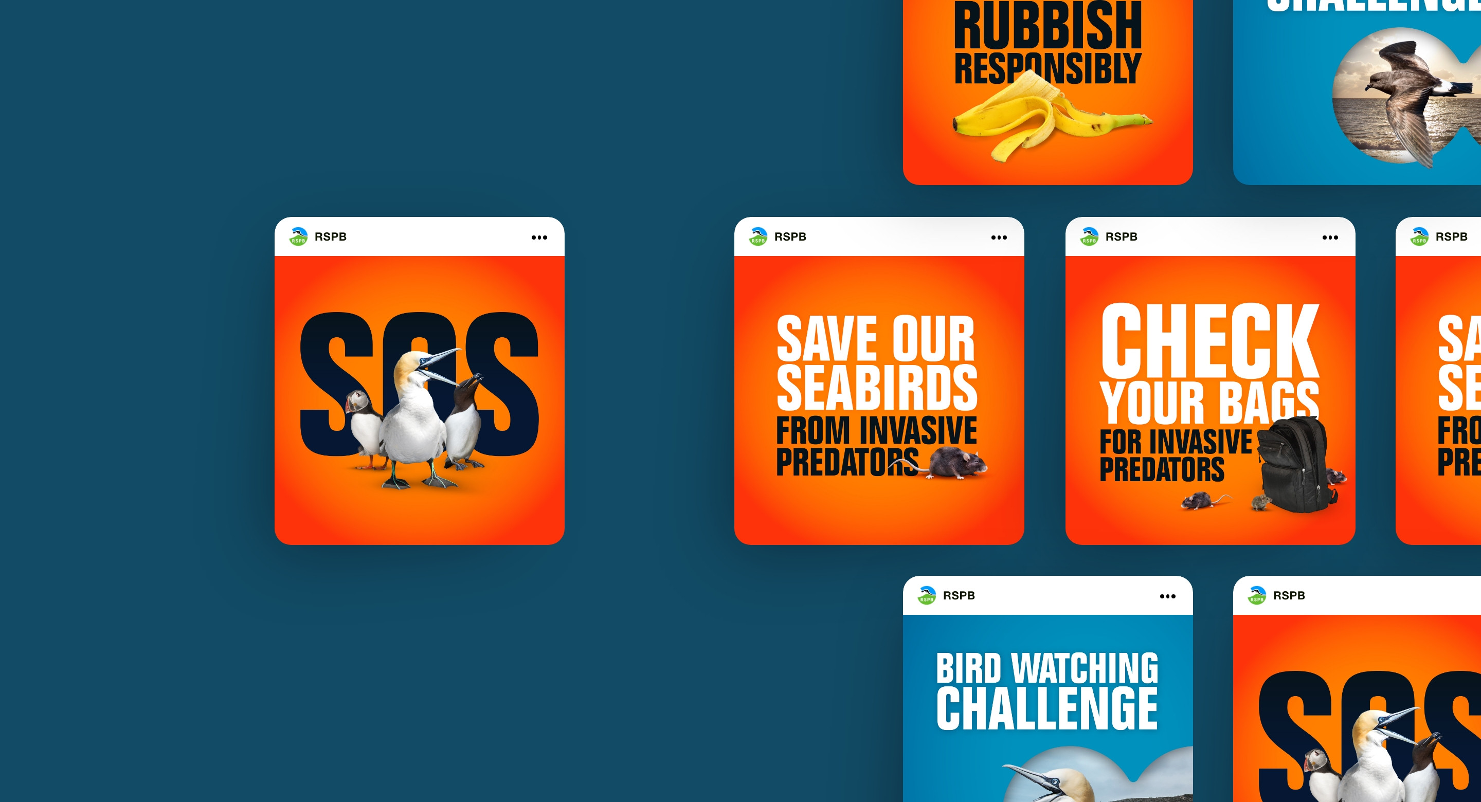 RSPB charity seabird protection social media template design by Root Studio