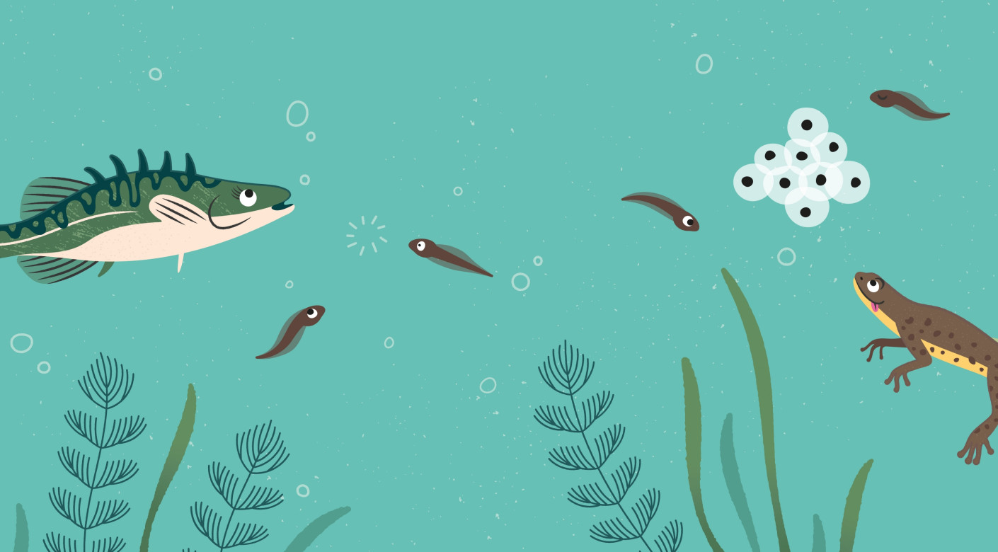 WWT charity underwater wetlands habitat illustration