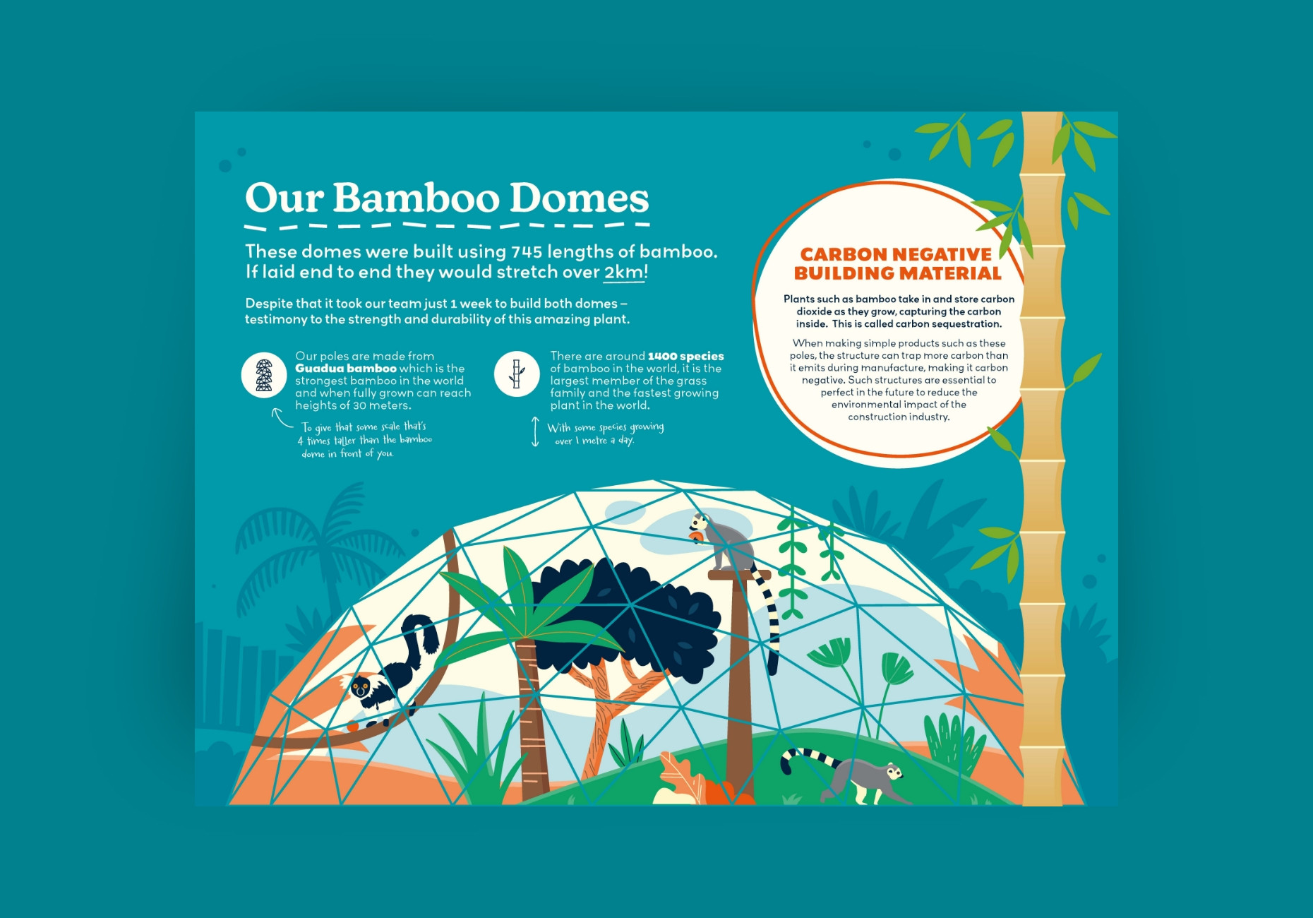Wildheart Animal Sanctuary zoo bamboo dome illustration by Root Studio