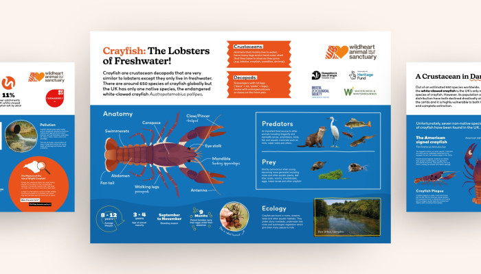 Crayfish illustration